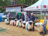 Am Samstag, den 28.9.2024 fand in Ötzerau die Gebietsausstellung Walliser Schwarznasen statt.